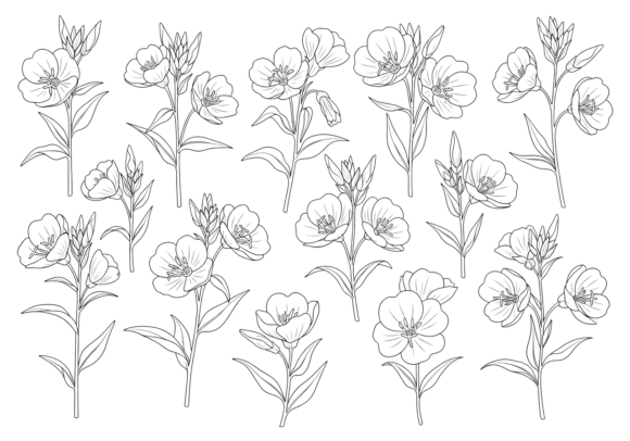 Floral Line Art Flowers Clipart Review
